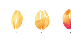 Étapes pour apprendre comment dessiner une tulipe en aquarelle : une forme simple, puis l'ouverture des pétales, jusqu'à la fleur épanouie.