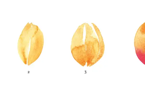 Étapes pour apprendre comment dessiner une tulipe en aquarelle : une forme simple, puis l'ouverture des pétales, jusqu'à la fleur épanouie.