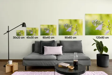 Cinq tableaux de papillons sur des fleurs, de tailles différentes, sont prêts à coller sur le mur.