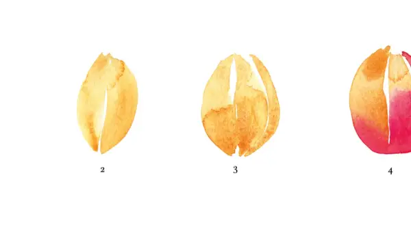 Étapes pour apprendre comment dessiner une tulipe en aquarelle : une forme simple, puis l'ouverture des pétales, jusqu'à la fleur épanouie.
