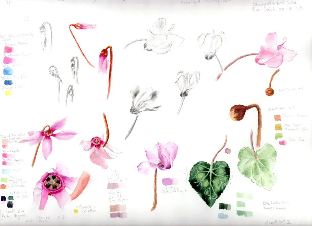 Un dessin aquarelle de cyclamens, avec des études de fleurs, de feuilles et de têtes de graines, ainsi que des échantillons de couleurs.