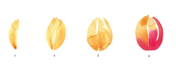 Étapes pour apprendre comment dessiner une tulipe en aquarelle : une forme simple, puis l'ouverture des pétales, jusqu'à la fleur épanouie.